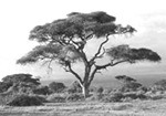 acacia